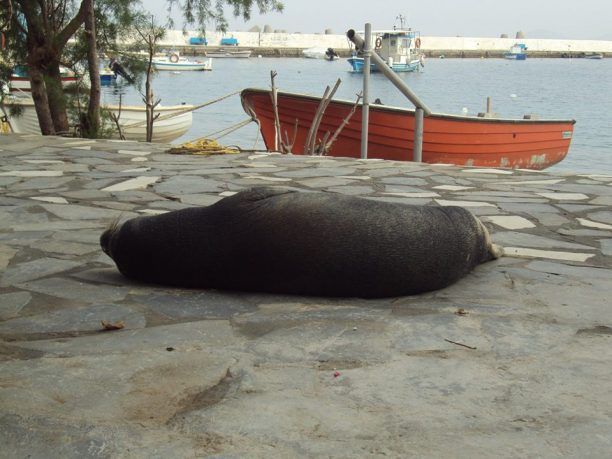 Η φώκια Αργυρώ ξεκουράζεται στο πλακόστρωτο στο Κοκκάρι της Σάμου