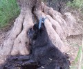 Γαλατάς Χανίων: Έδεσε τον σκύλο στο δέντρο και τον άφησε να πεθάνει από πείνα & δίψα