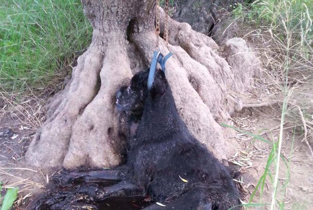 Γαλατάς Χανίων: Έδεσε τον σκύλο στο δέντρο και τον άφησε να πεθάνει από πείνα & δίψα