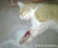 Είδε τον γείτονα που εκτέλεσε τη γάτα στον Ζάκρο Λασιθίου αλλά δεν τον κατονομάζει στην Αστυνομία