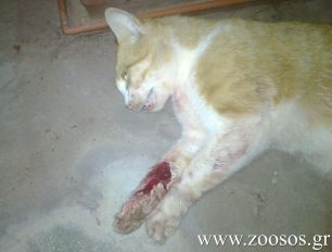 Είδε τον γείτονα που εκτέλεσε τη γάτα στον Ζάκρο Λασιθίου αλλά δεν τον κατονομάζει στην Αστυνομία
