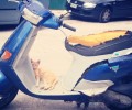 Αδέσποτος γάτος μηχανόβιος απ' τη Νέα Ιωνία Αττικής αναζητά σπιτικό!