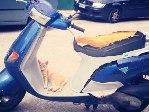 Αδέσποτος γάτος μηχανόβιος απ' τη Νέα Ιωνία Αττικής αναζητά σπιτικό!