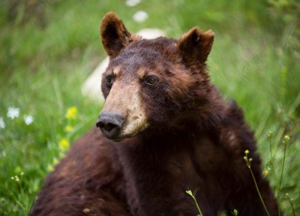 Πέθανε η ηλικιωμένη αρκούδα - χορεύτρια που έσωσε ο ΑΡΚΤΟΥΡΟΣ το 1991