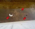 Γραμμενίτσα Άρτας: Σκότωσαν τα κουτάβια πετώντας τα στο κανάλι από μεγάλο ύψος