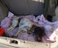 Καλαμάτα: Κανείς δεν νοιάστηκε αν & το σκυλί περιφερόταν πυροβολημένο στο κεφάλι & στο σώμα