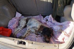 Καλαμάτα: Κανείς δεν νοιάστηκε αν & το σκυλί περιφερόταν πυροβολημένο στο κεφάλι & στο σώμα