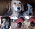 Αργοστόλι Κεφαλλονιάς: Εγκατέλειψε τα σκυλιά στο σκυλόπιστο αφού κάρφωσε την είσοδο του με σανίδες