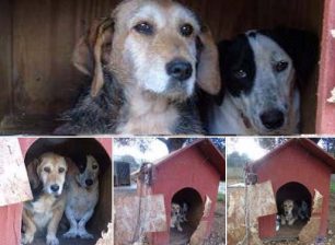 Αργοστόλι Κεφαλλονιάς: Εγκατέλειψε τα σκυλιά στο σκυλόπιστο αφού κάρφωσε την είσοδο του με σανίδες