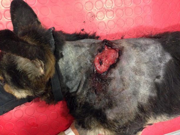 Κορώνη: Βρήκαν τον σκύλο πυροβολημένο εξ επαφής