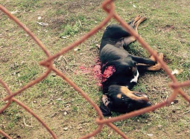 Κοτσιρίδι Αρκαδίας: Πυροβόλησε και σκότωσε τον σκελετωμένο σκύλο