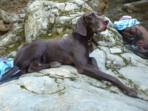 Χάθηκε θηλυκός σκύλος στον Λυκαβηττό