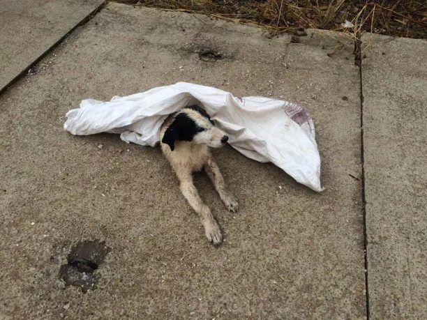 Λαύριο: Πέταξε ζωντανά δύο σκυλιά - το ένα πυροβολημένο - αφού τα έκλεισε σε τσουβάλια