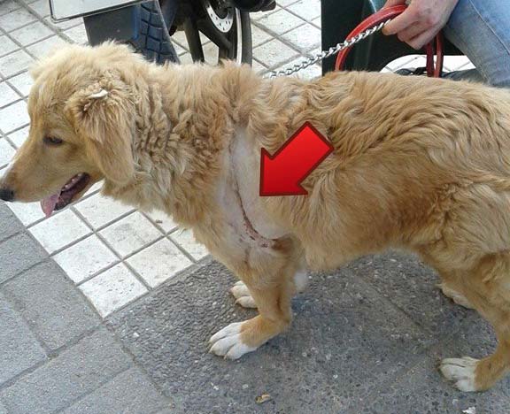 Βρήκε τον σκύλο με τις βαθιές πληγές στο κορμί του να περιφέρεται στη Λαχαναγορά στο Μοσχάτο