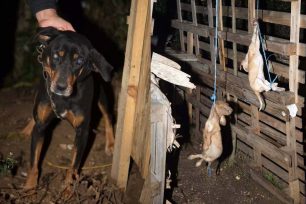 Δήμος Ιωαννιτών: Αποτροπιασμός για τον απαγχονισμό των σκυλιών