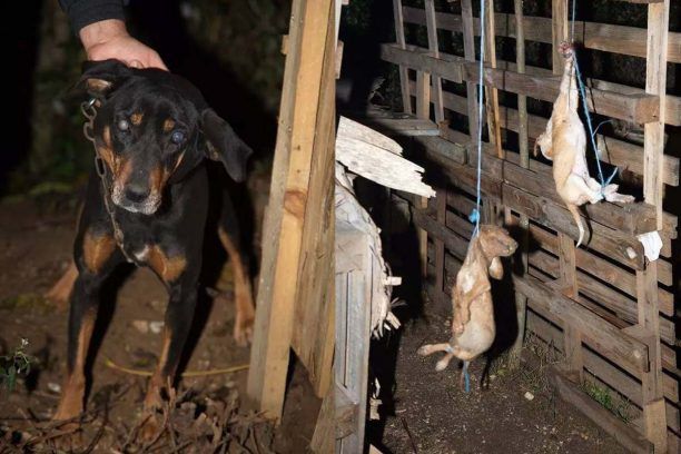 Δήμος Ιωαννιτών: Αποτροπιασμός για τον απαγχονισμό των σκυλιών