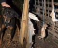 Τυφλό από την απόπειρα απαγχονισμού του σκυλί στη Λεμονιά Ιωαννίνων