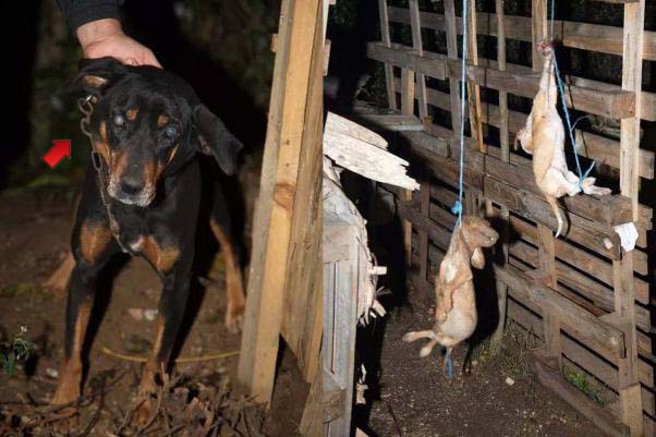 Τυφλό από την απόπειρα απαγχονισμού του σκυλί στη Λεμονιά Ιωαννίνων