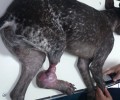 Έβαλαν μόσχευμα στο πόδι του σκύλου που κάποιος έκαψε με οξύ στην Πόρπη Ροδόπης
