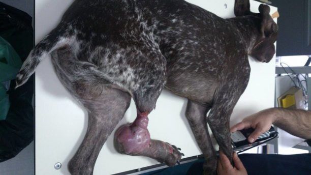 Έβαλαν μόσχευμα στο πόδι του σκύλου που κάποιος έκαψε με οξύ στην Πόρπη Ροδόπης