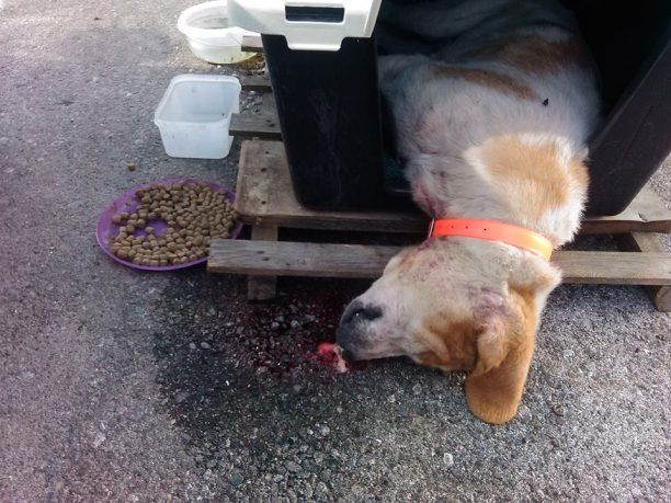 Μεσολόγγι: Δηλητηρίασε το σκυλί που είχε υιοθετηθεί από τους εργαζόμενους