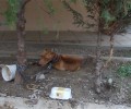 Μαγνησία: Έτσι «φροντίζουν» τον σκύλο τους στη Νέα Δημητριάδα Βόλου