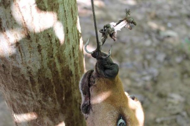 Νέα Κορώνη Μεσσηνίας: Κρέμασε τον σκύλο από τη μουσούδα με αγκίστρια σε δέντρο