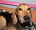 Σοβαρή η κατάσταση της υγείας της σκυλίτσας που πιάστηκε σε αγκίστρια στη Νέα Κορώνη