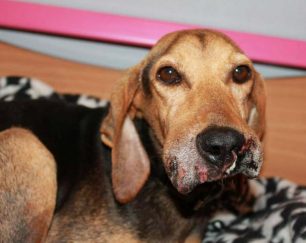 Σοβαρή η κατάσταση της υγείας της σκυλίτσας που πιάστηκε σε αγκίστρια στη Νέα Κορώνη
