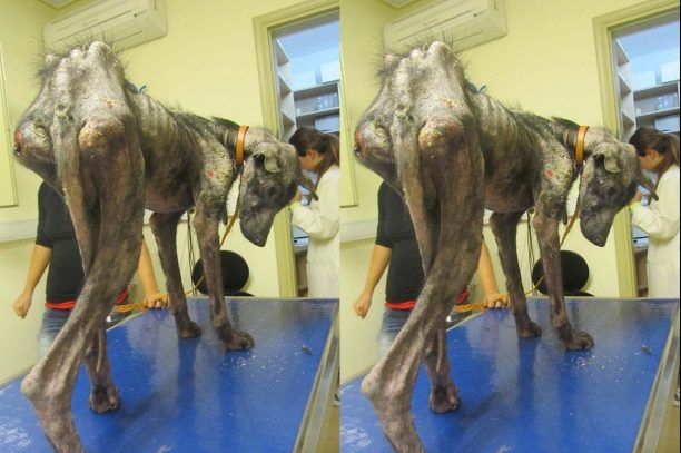 Σοβαρά άρρωστο το σκελετωμένο σκυλί από τα Οινόφυτα αλλά θα τα καταφέρει