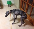 Έσωσαν το άρρωστο σκυλί που περιφερόταν στα Οινόφυτα Βοιωτίας