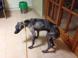 Έσωσαν το άρρωστο σκυλί που περιφερόταν στα Οινόφυτα Βοιωτίας