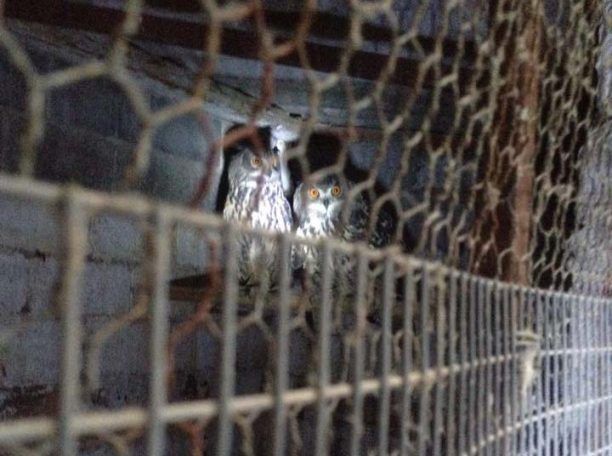 Βρήκαν περισσότερα από 200 άγρια πουλιά αιχμάλωτα σε σπίτι στην Παιανία