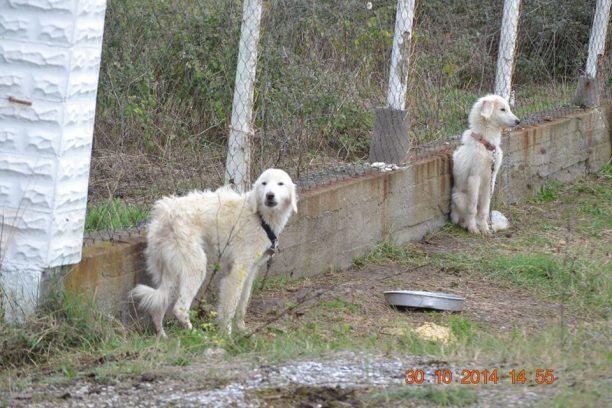 Πλατανόβρυση Δράμας: Δεν συνελήφθη αν και συστηματικά κακοποιεί τέσσερα σκυλιά