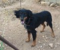 Έσωσαν τον σκύλο που κακοποιούσε ο ιδιοκτήτης του στο Πυργάκι της Πάρου
