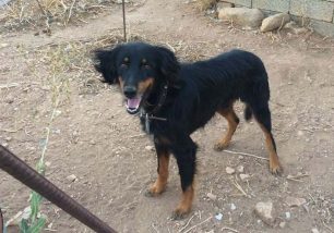 Έσωσαν τον σκύλο που κακοποιούσε ο ιδιοκτήτης του στο Πυργάκι της Πάρου