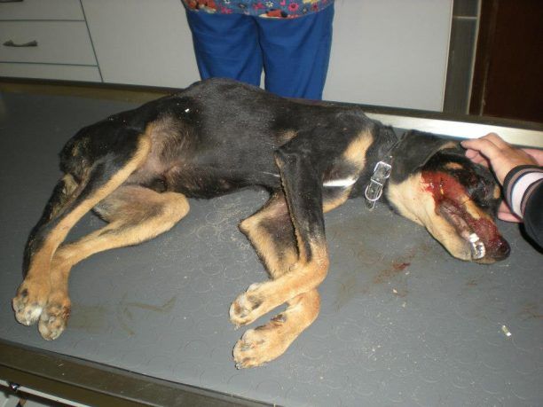 Ρόδος: Αυτό είναι το σκυλάκι που θανάτωσε χτυπώντας το με σωλήνα στο κεφάλι