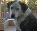 Χάθηκε αρσενικός σκύλος στα Ροΐτικα Πατρών