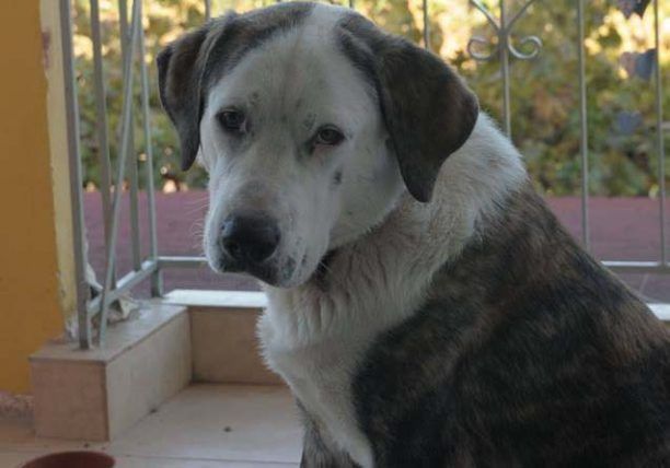 Χάθηκε αρσενικός σκύλος στα Ροΐτικα Πατρών