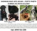 Χάθηκαν σκυλιά από το Αυλάκι – Πόρτο Ράφτη Αττικής