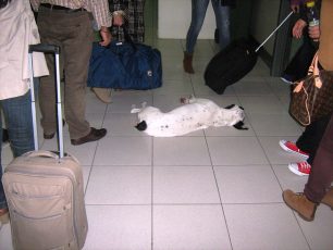 Σκύλος κοιμόταν αμέριμνος μέσα στο αεροδρόμιο της Ρόδου