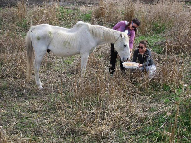 Αίγινα: Οι μαθητές ενδιαφέρθηκαν για το γέρικο άλογο που εγκαταλείφθηκε