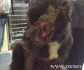 Πάχνη Ξάνθης: Τύφλωσαν τον σκύλο με οξύ που έριξαν στο κεφάλι και στο σώμα του