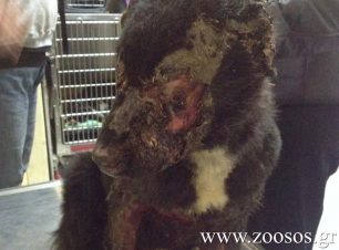 Πάχνη Ξάνθης: Τύφλωσαν τον σκύλο με οξύ που έριξαν στο κεφάλι και στο σώμα του