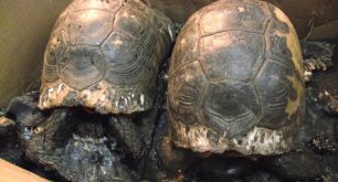 Κατάφεραν να ξεκολλήσουν από την πίσσα τις χελώνες που βρέθηκαν στα Βριλήσσια μετά από 3 ώρες