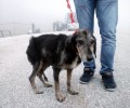 Έσωσαν τη σκυλίτσα που κάποιος εγκατέλειψε στο Χιονοδρομικό Κέντρο της Ζήρειας Κορινθίας