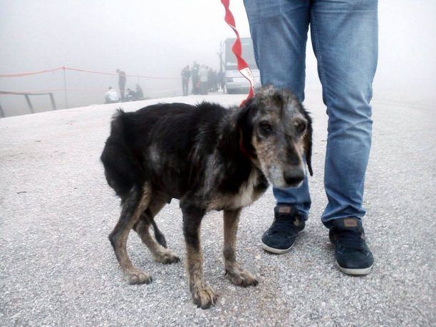 Έσωσαν τη σκυλίτσα που κάποιος εγκατέλειψε στο Χιονοδρομικό Κέντρο της Ζήρειας Κορινθίας