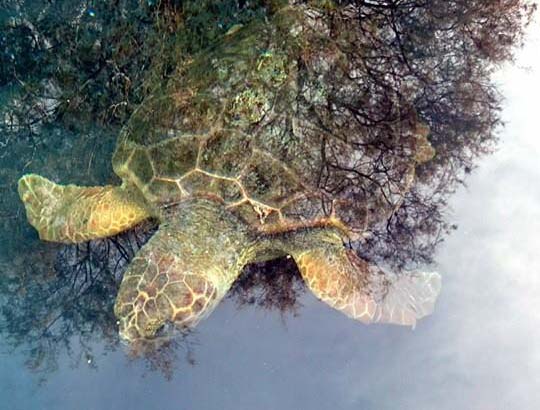 Έβγαλαν τα αγκίστρια από την θαλάσσια χελώνα & θα επιστρέψει υγιής στη Νάξο