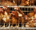 Απαγορεύεται η υπαίθρια πώληση ζώων χερσαίων και υδρόβιων