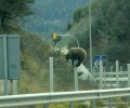 Μέτσοβο: Μια αρκούδα σκαρφαλώνει με άνεση στο φράχτη της Εγνατίας Οδού